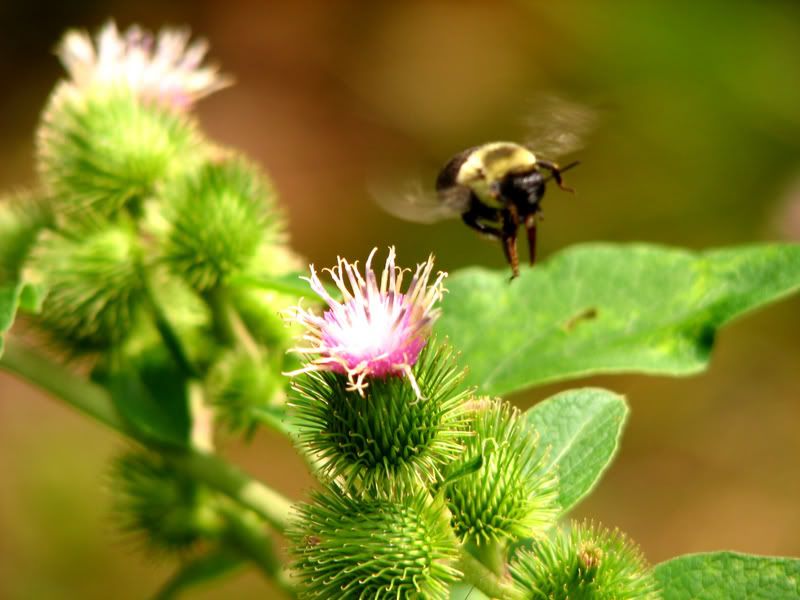 IMAGE: http://img.photobucket.com/albums/v468/Domino81/IMG_5674.jpg