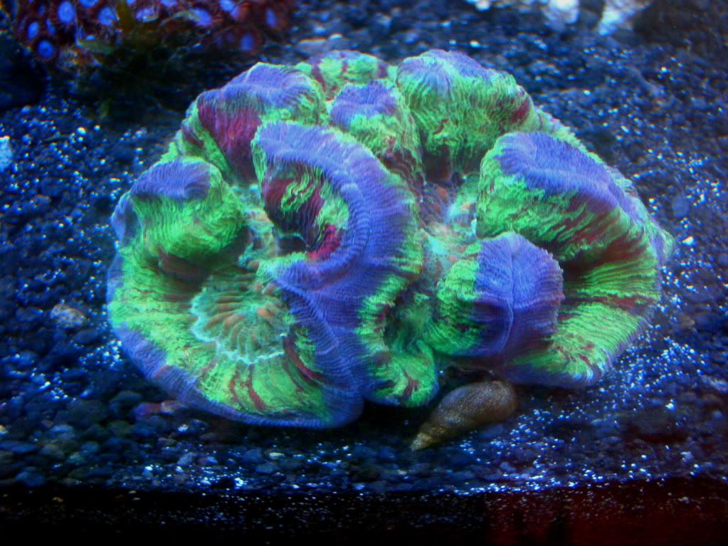 wild rainbow brain coral for sale Reef Central Online Community