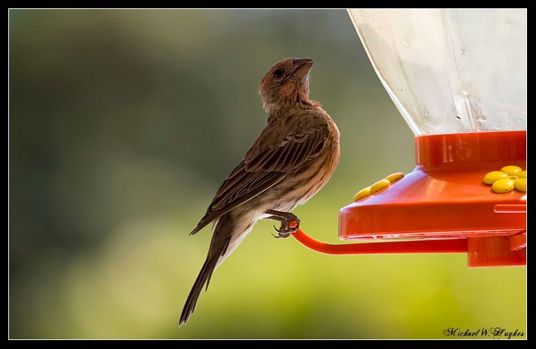 IMAGE: http://img.photobucket.com/albums/v468/ghaleon109/Bird.jpg