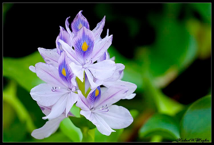 IMAGE: http://img.photobucket.com/albums/v468/ghaleon109/NF_001.jpg