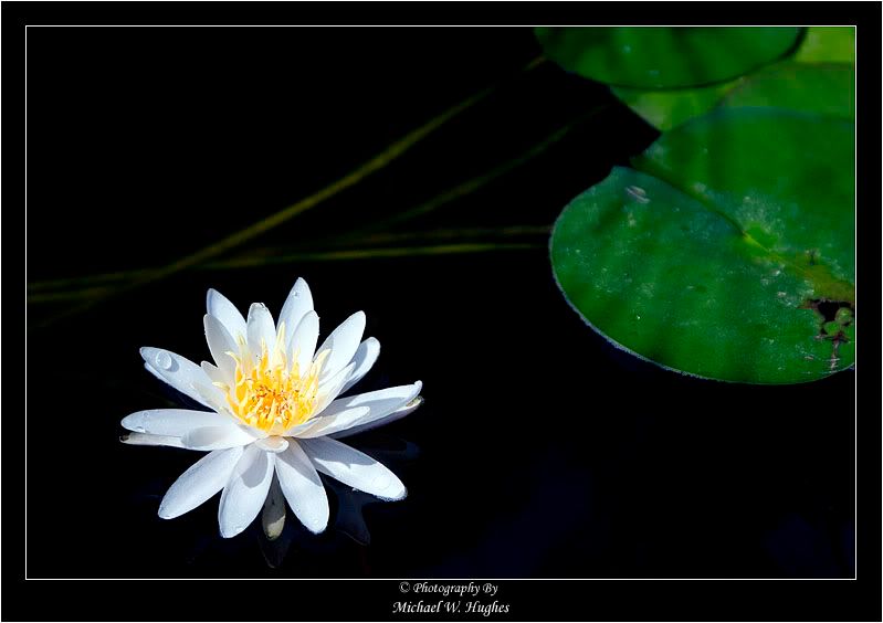 IMAGE: http://img.photobucket.com/albums/v468/ghaleon109/WaterLily.jpg