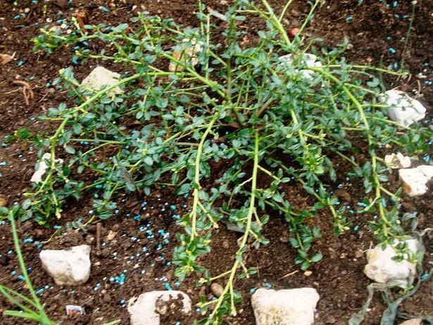 Ceanothus.jpg