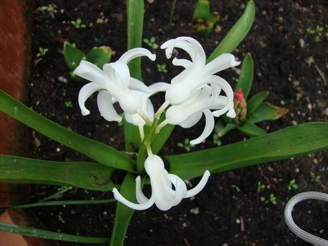 Hyacinthus1.jpg