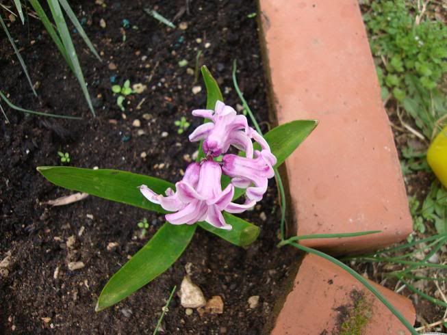 Hyacinthusrosa.jpg