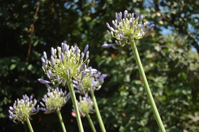 Agapanthus3.jpg