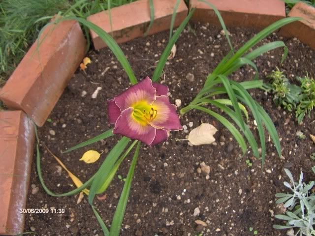 Hemerocallis-1.jpg