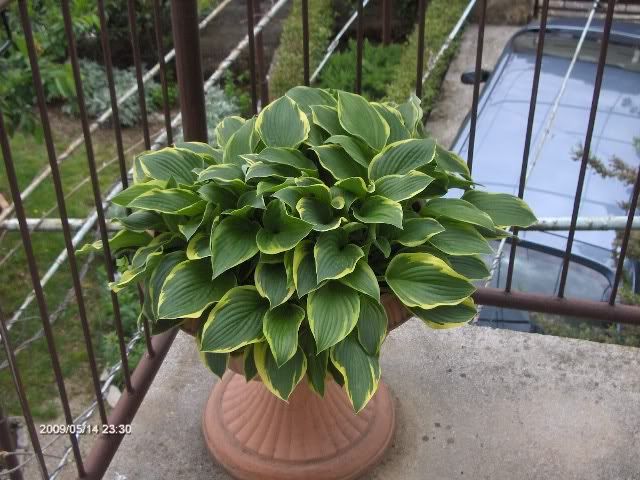 Hosta2009.jpg