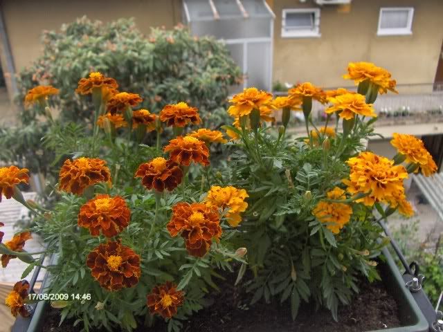 Tagetes001.jpg