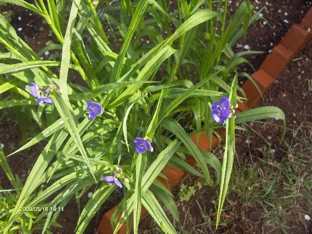 TradescantiaZwanenburgBlue.jpg