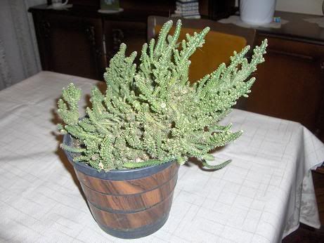 Cactussconosciuto.jpg