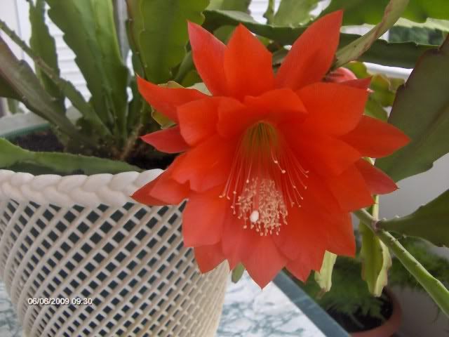Epiphyllum001.jpg