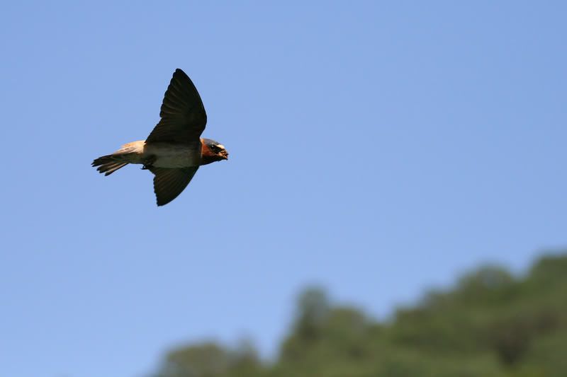 IMAGE: http://img.photobucket.com/albums/v468/mikeireland1/IMG_5145.jpg