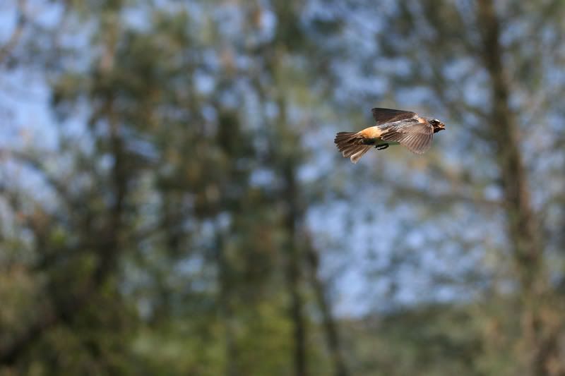 IMAGE: http://img.photobucket.com/albums/v468/mikeireland1/IMG_5147.jpg