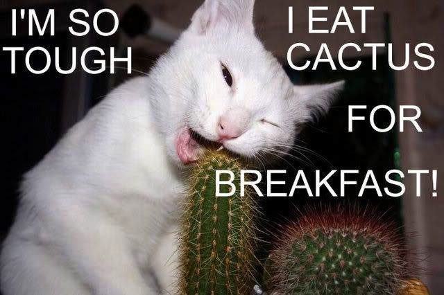 cactus.jpg