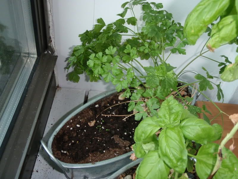 053009 basil, parsley and thyme