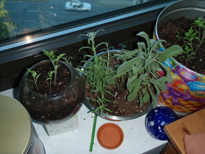 061409 Sage, Rosemary, Tomatoes