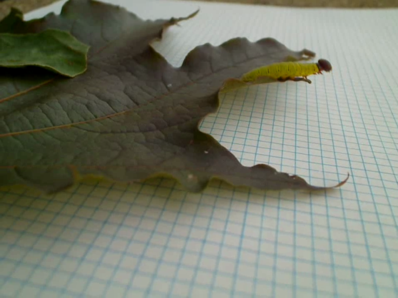 vlcsnap-3590162.png