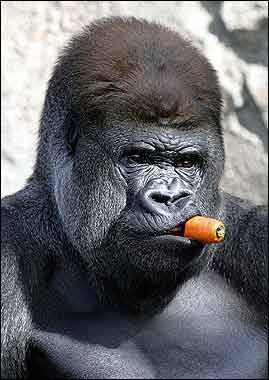 gorilla_carrot.jpg