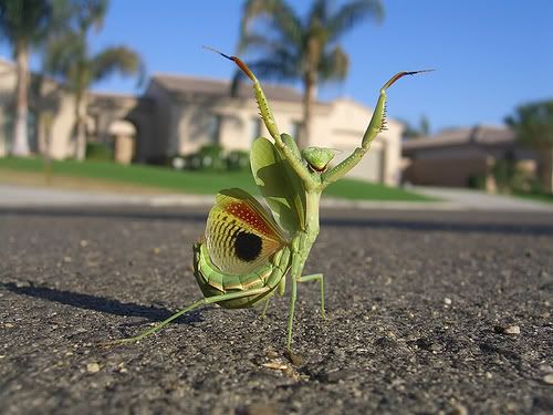 Praying Mantis Pictures, Images and Photos