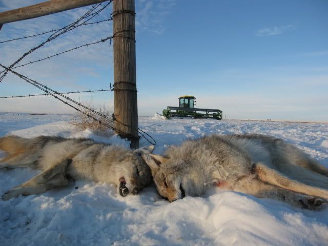 CoyoteHunting2009-10040.jpg