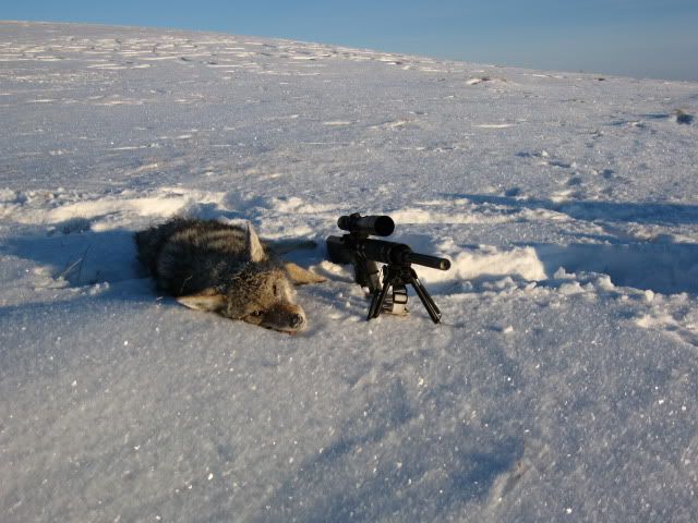 CoyoteHunting2009-10045.jpg