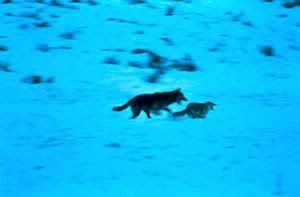 wolf-coyote-chase.jpg