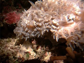 nightbubbles5a - Bubble coral