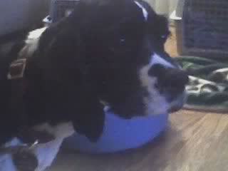 bax.jpg