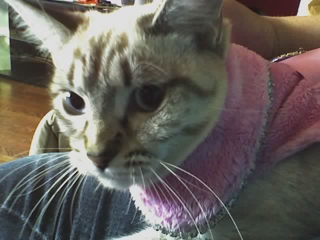 lola.jpg