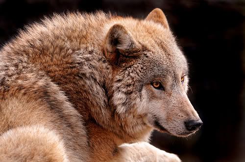 wolf-portrait.jpg