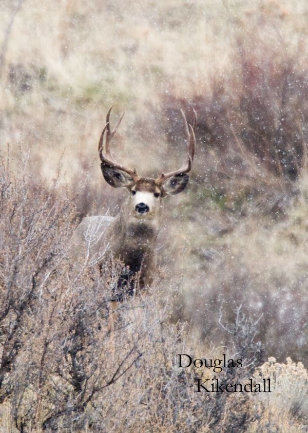 Field Judging A Mule Deer