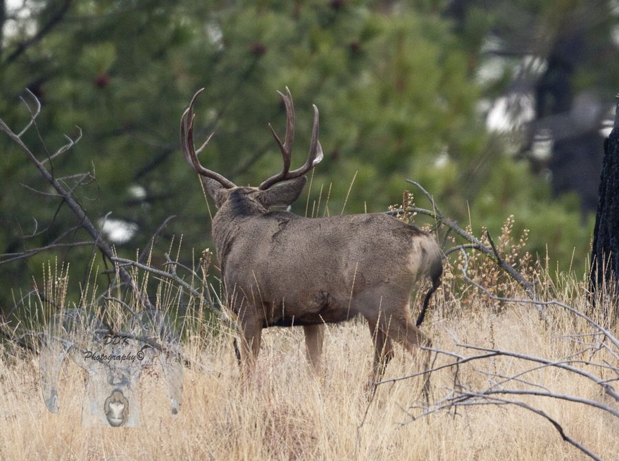 Mule+Buck+Call+Sounds Mule Deer Sounds http://hunting-washington.com/smf/index.php/topic ...