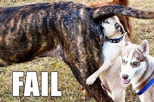 fail-dog-27-600x400.jpg