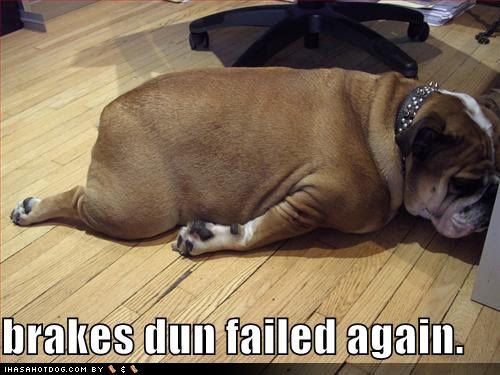 funny-dog-pictures-brakes-fail-bull.jpg