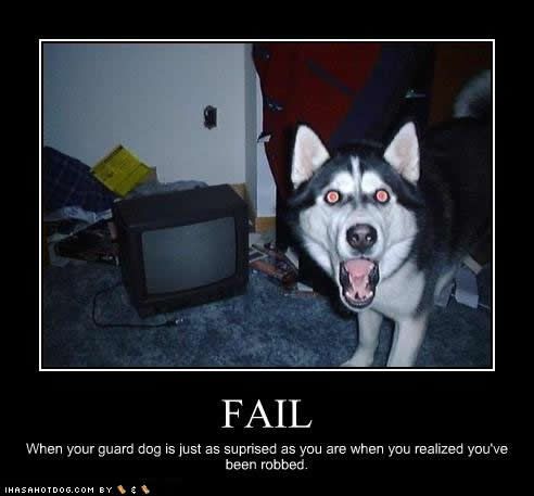 funny-dog-pictures-surprised-robbed.jpg