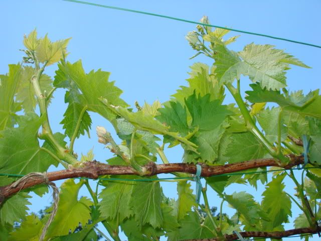 vine laterals with grapes