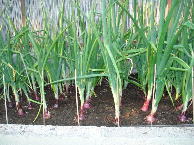 red onions june 28 2010