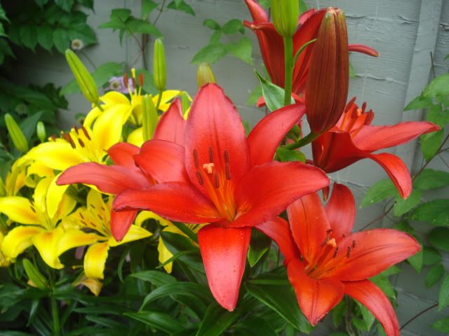 7 july lilly