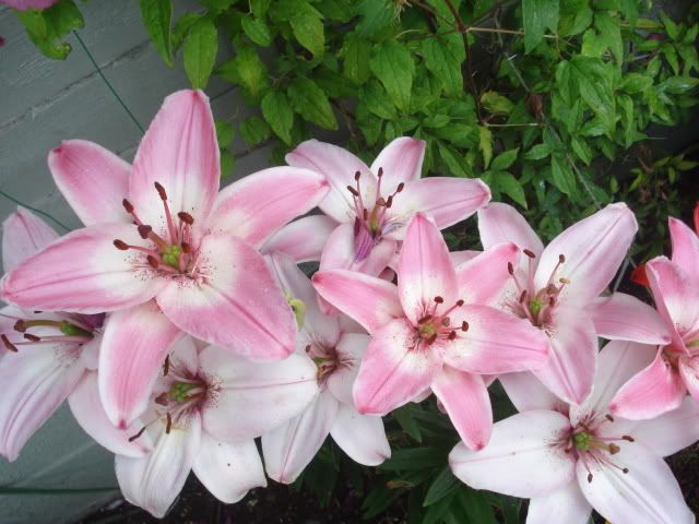pink lilly july 7
