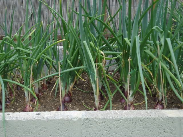 red onions july 2010