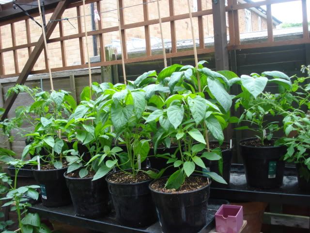 peppers july 2010