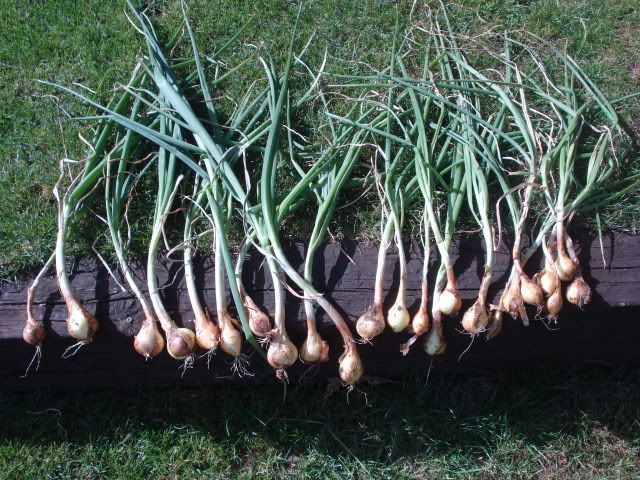shallots harvested