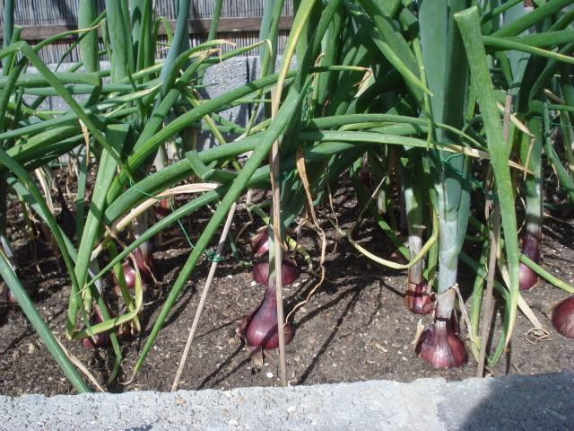 19.07.2010 red onions