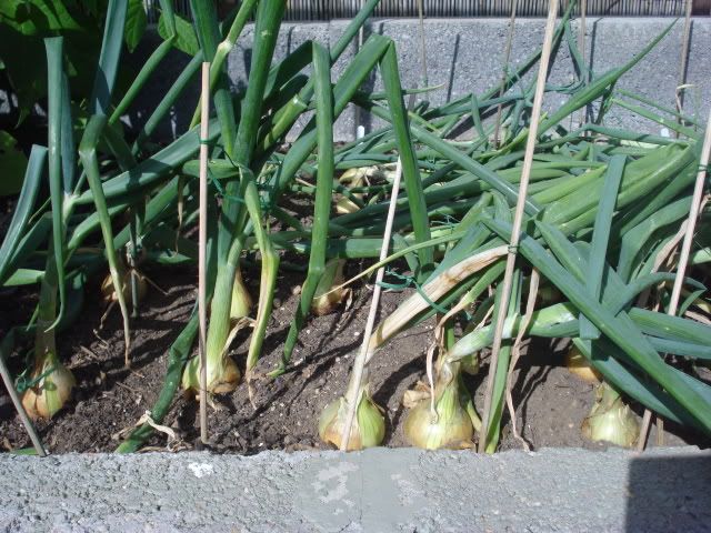 white onions 19.07.2010