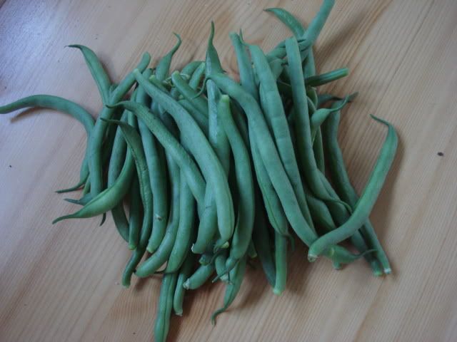 dwarf beans 21 july 2010