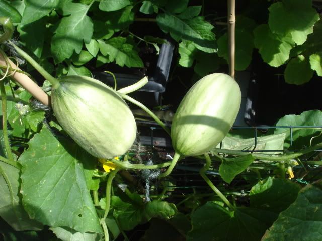 melons 21.7.2010