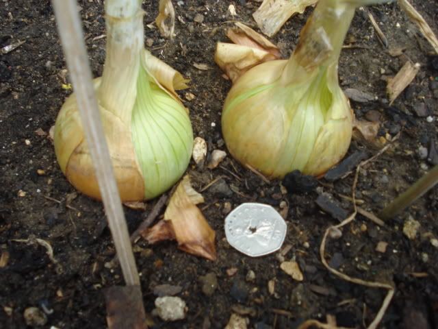 whiter onions 31.7.10