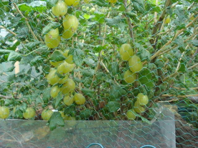 goosberrys