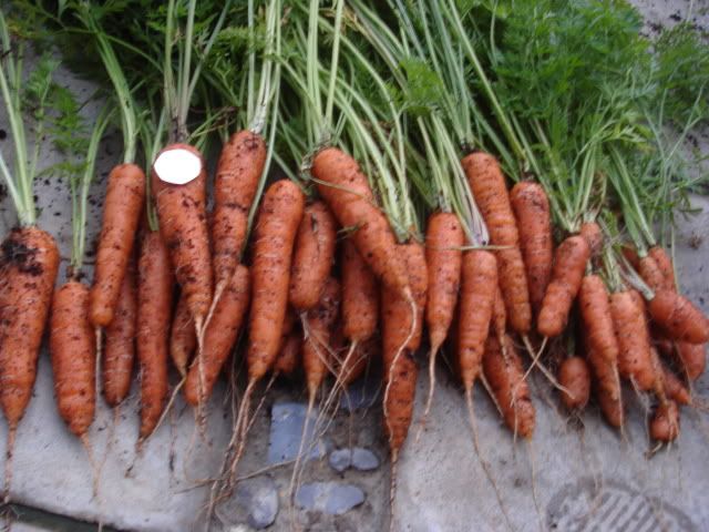 1.8.10 carrots