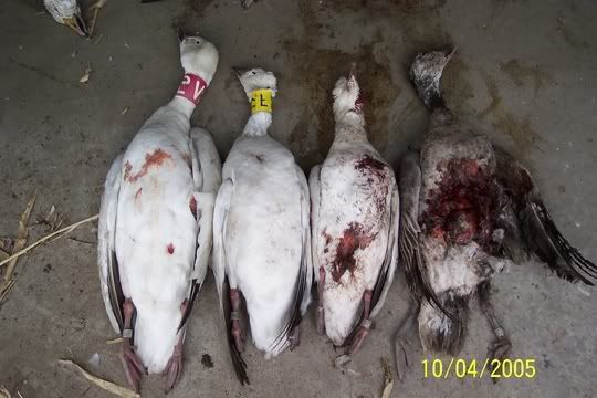Snow Goose Bands